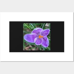 Purple, white and orange flower 3 Posters and Art